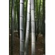 Semillas de Bambú Moso Gigante